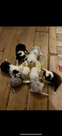 4 weeks old border collies ready to go on the 3.4.24 for sale in Loughborough, Leicestershire - Image 3