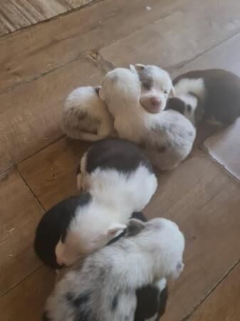 4 weeks old border collies ready to go on the 3.4.24 for sale in Loughborough, Leicestershire - Image 5