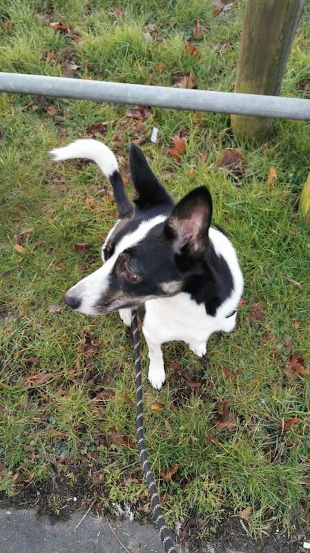 Border Collie puppies for sale in Hackney, Greater London – 4 years old