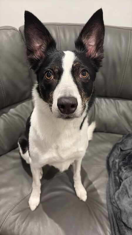 Border Collie puppies for sale in Hackney, Greater London – 4 years old - Image 2 of 5