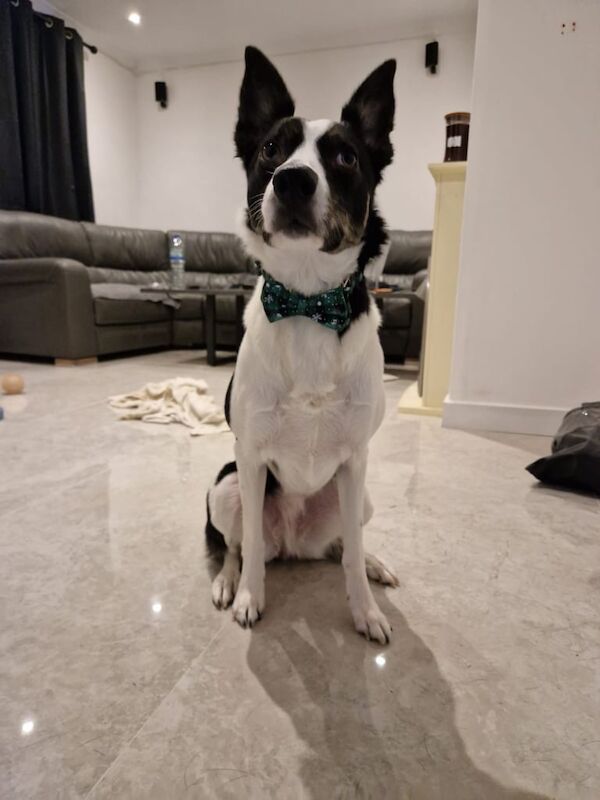 Border Collie puppies for sale in Hackney, Greater London – 4 years old - Image 3 of 5