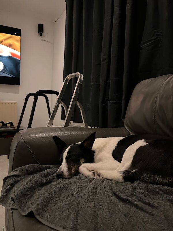 Border Collie puppies for sale in Hackney, Greater London – 4 years old - Image 4 of 5