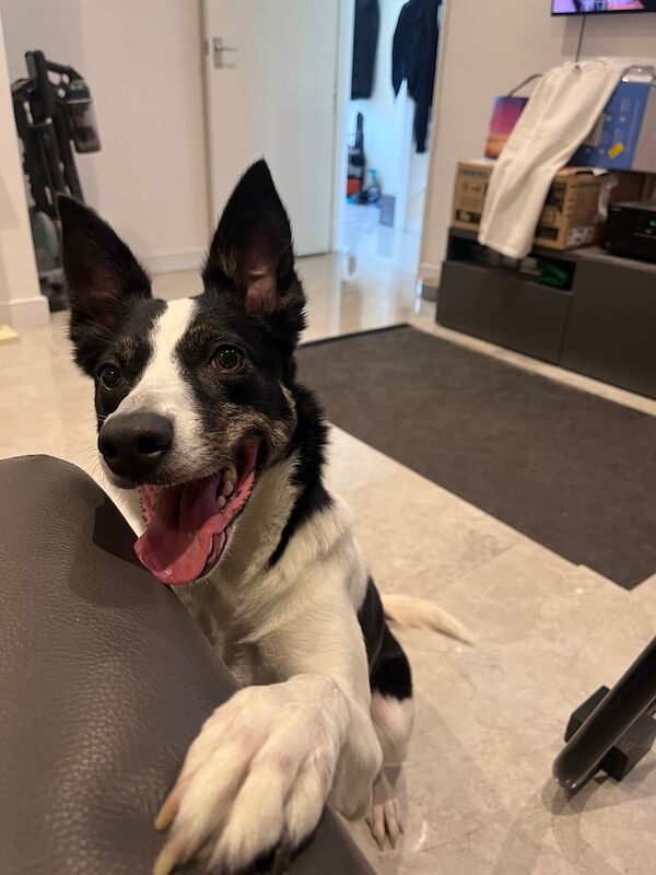 Border Collie puppies for sale in Hackney, Greater London – 4 years old - Image 5 of 5