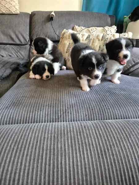 5 beautiful Border collie puppies for sale in Birmingham, West Midlands - Image 1