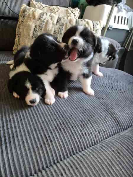 5 beautiful Border collie puppies for sale in Birmingham, West Midlands - Image 2