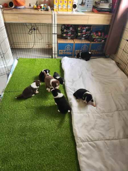 5 beautiful Border collie puppies for sale in Birmingham, West Midlands - Image 3