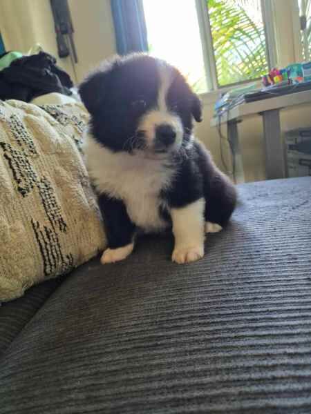 5 beautiful Border collie puppies for sale in Birmingham, West Midlands | Image 4