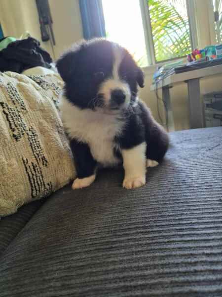 5 beautiful Border collie puppies for sale in Birmingham, West Midlands - Image 4