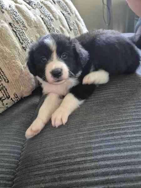 5 beautiful Border collie puppies for sale in Birmingham, West Midlands - Image 5
