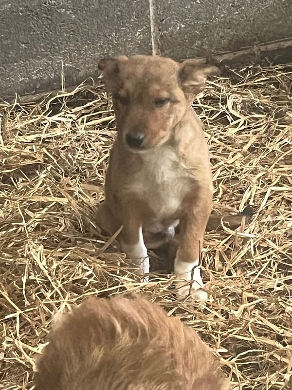 Border Collie puppies for sale in Denbigh / Dinbych, Clwyd – 8 weeks old