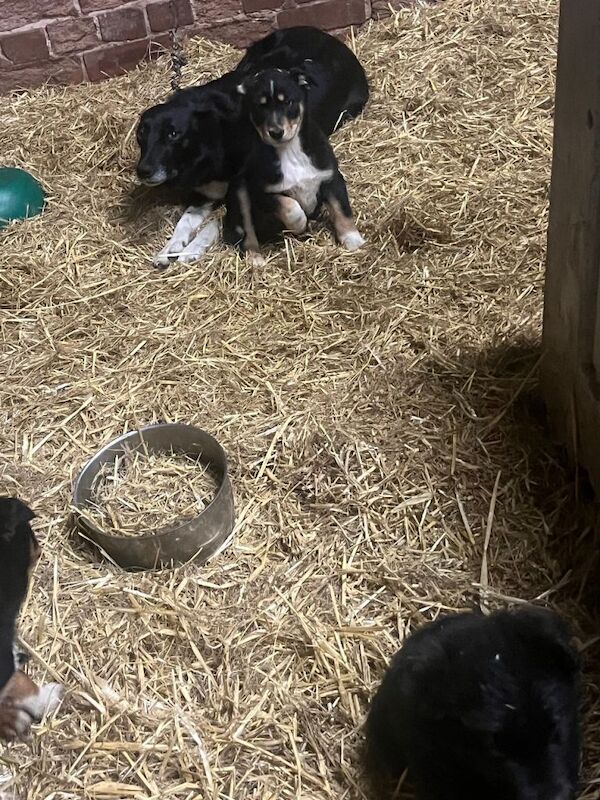 5 border collie puppies - Image 4 of 5