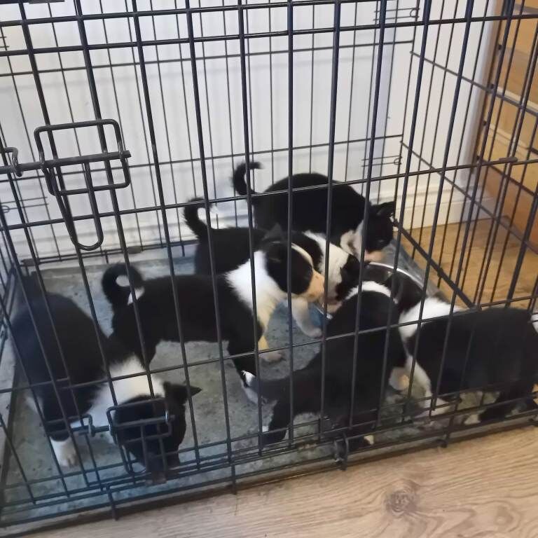 5 Border collie puppies for sale