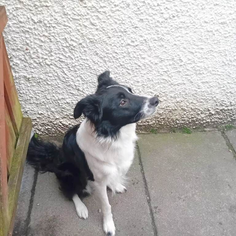 5 Border collie puppies for sale - Image 3 of 3