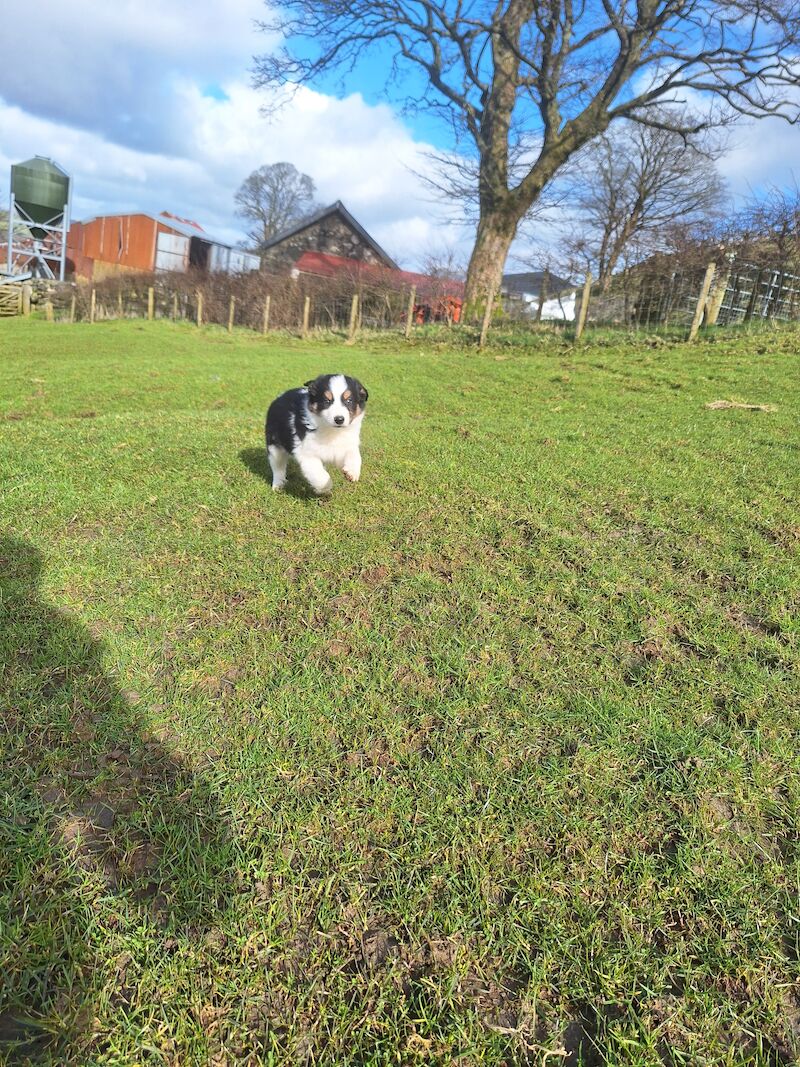 5* bright collie puppies for sale in Bala/Y Bala, Gwynedd | Image 2