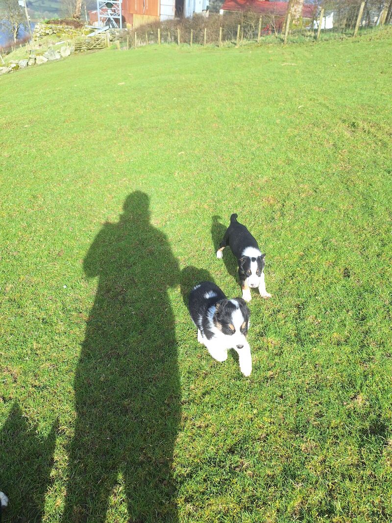 5* bright collie puppies for sale in Bala/Y Bala, Gwynedd | Image 3