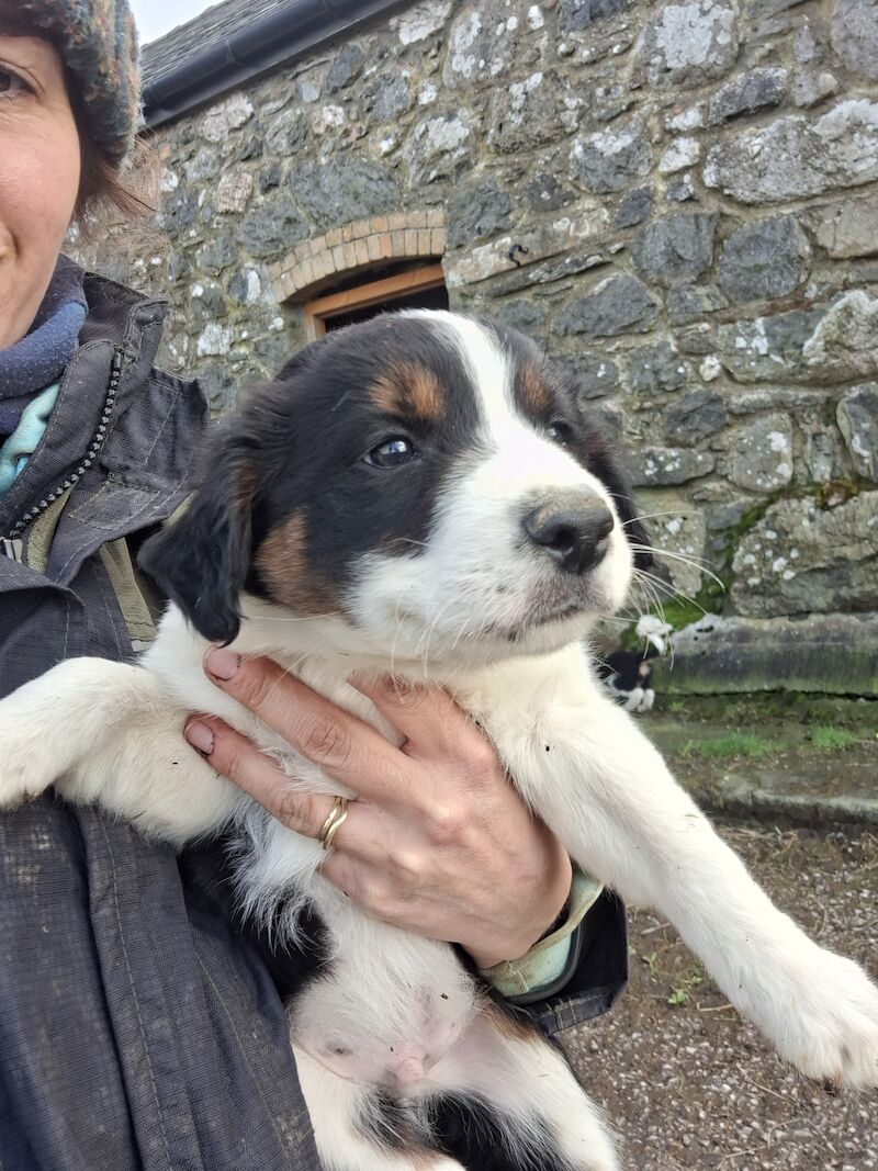 5* bright collie puppies for sale in Bala/Y Bala, Gwynedd - Image 15