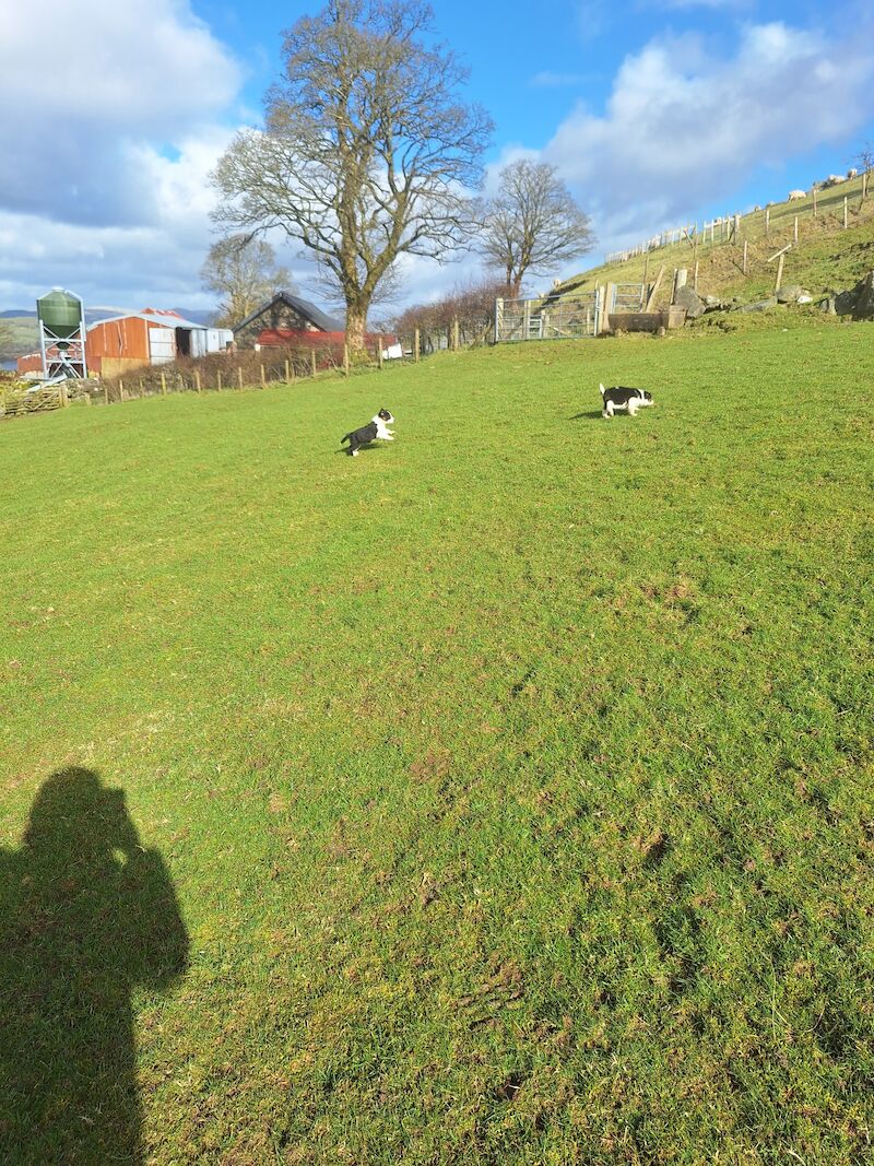 5* bright collie puppies for sale in Bala/Y Bala, Gwynedd | Image 4