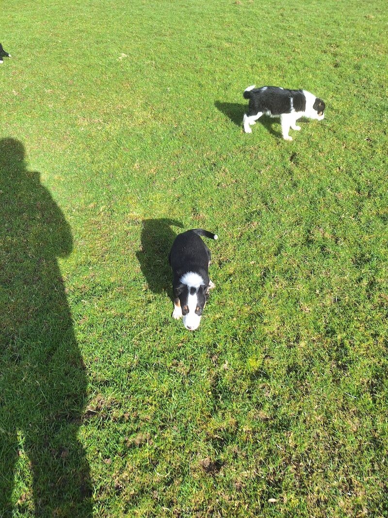 Border Collie puppies for sale in Bala/Y Bala, Gwynedd – 1 year old - Image 5 of 15