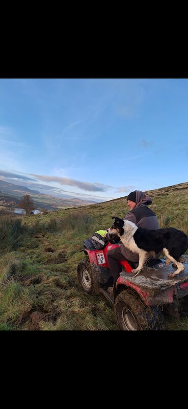 Border Collie puppies for sale in Bala/Y Bala, Gwynedd – 1 year old - Image 7 of 15