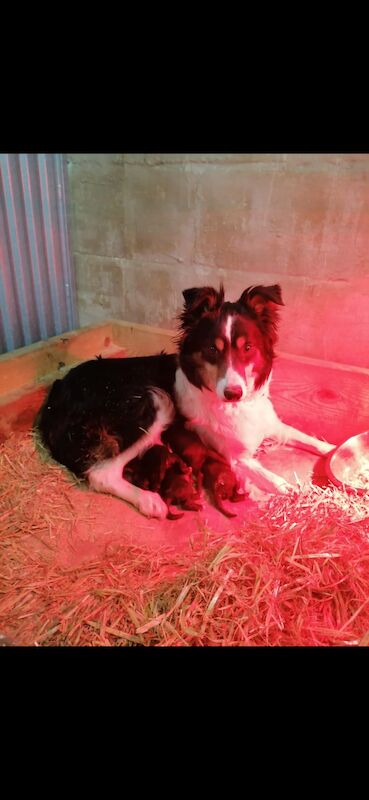 5* bright collie puppies for sale in Bala/Y Bala, Gwynedd - Image 8