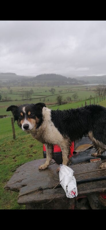 Border Collie puppies for sale in Bala/Y Bala, Gwynedd – 1 year old - Image 9 of 15