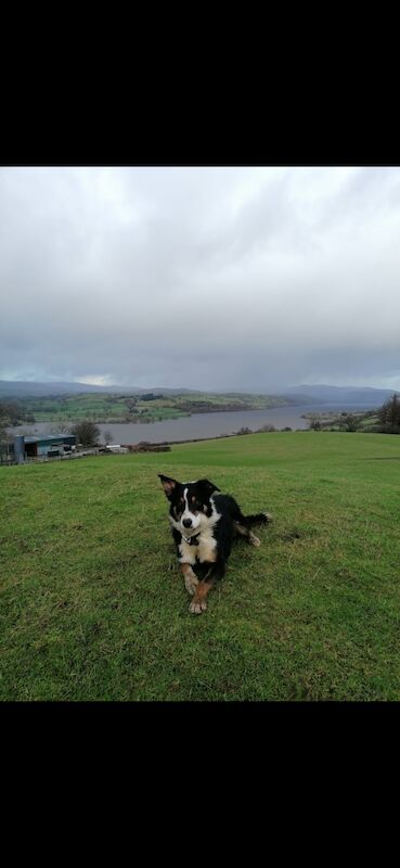 Border Collie puppies for sale in Bala/Y Bala, Gwynedd – 1 year old - Image 10 of 15