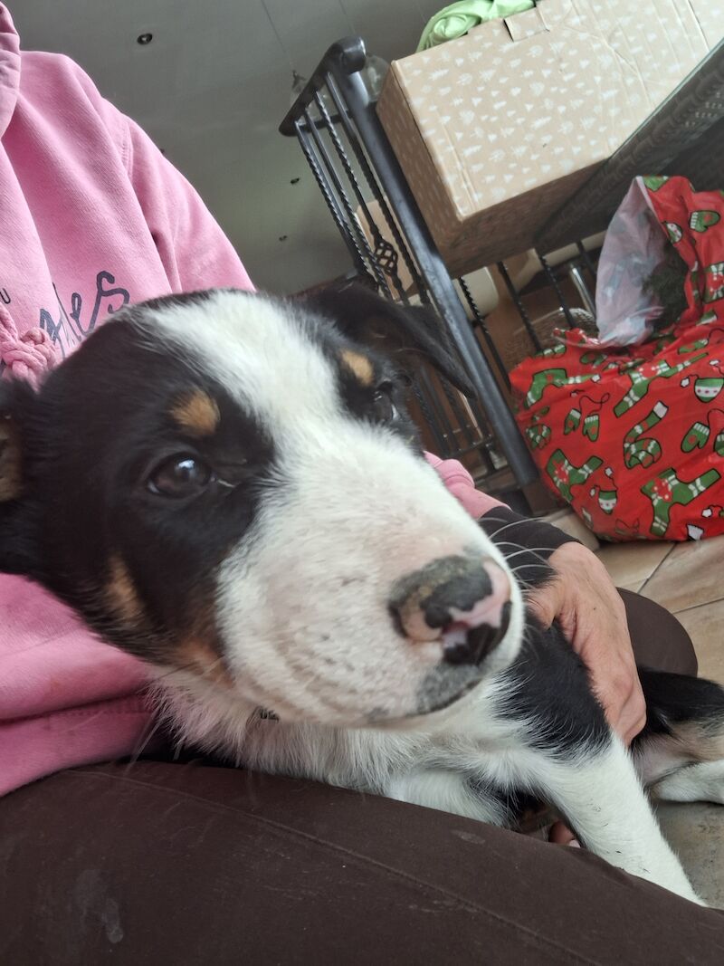 Border Collie puppies for sale in Bala/Y Bala, Gwynedd – 1 year old - Image 11 of 15