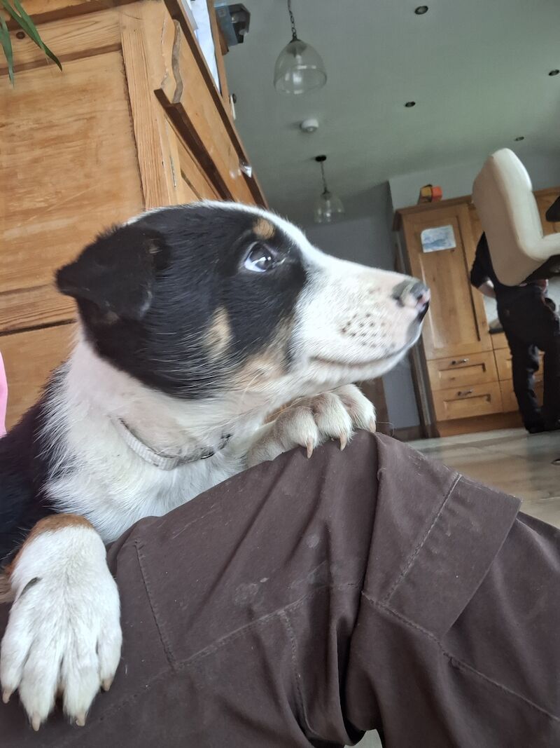 Border Collie puppies for sale in Bala/Y Bala, Gwynedd – 1 year old - Image 12 of 15