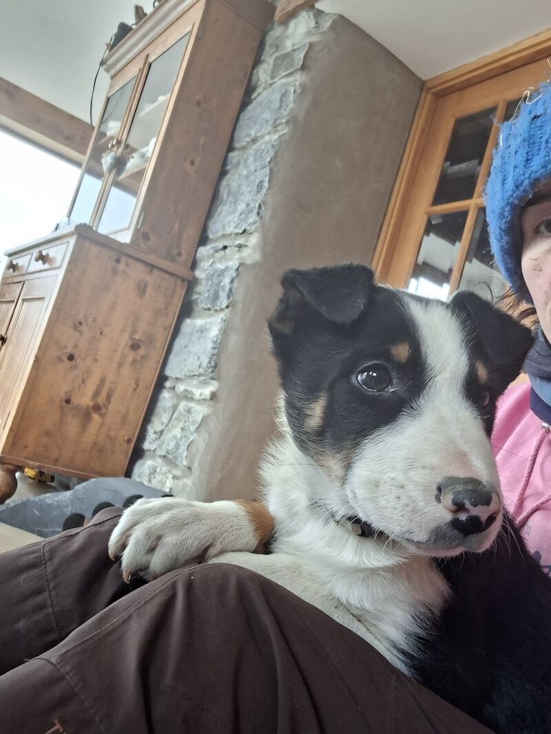 Border Collie puppies for sale in Bala/Y Bala, Gwynedd – 1 year old - Image 13 of 15