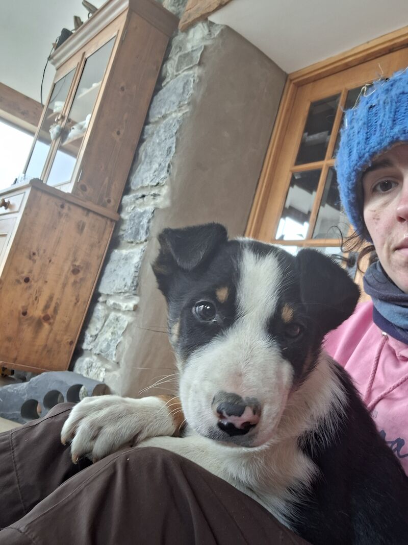 Border Collie puppies for sale in Bala/Y Bala, Gwynedd – 1 year old - Image 14 of 15