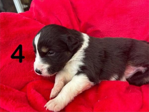 5 chunky Border Collie bitches, ready 20th April for sale in Kidderminster, Worcestershire - Image 1