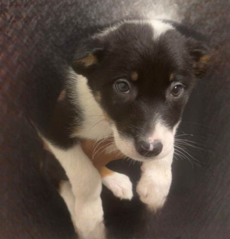 5 Pedigree Border Collie puppies