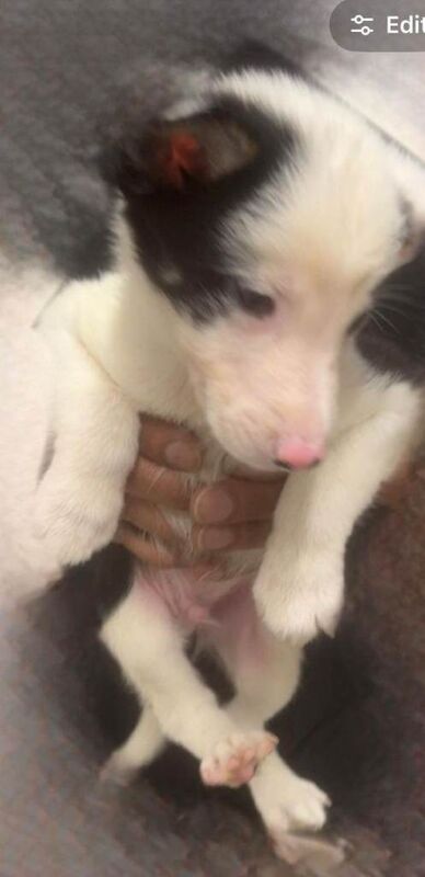 5 Pedigree Border Collie puppies - Image 2 of 3