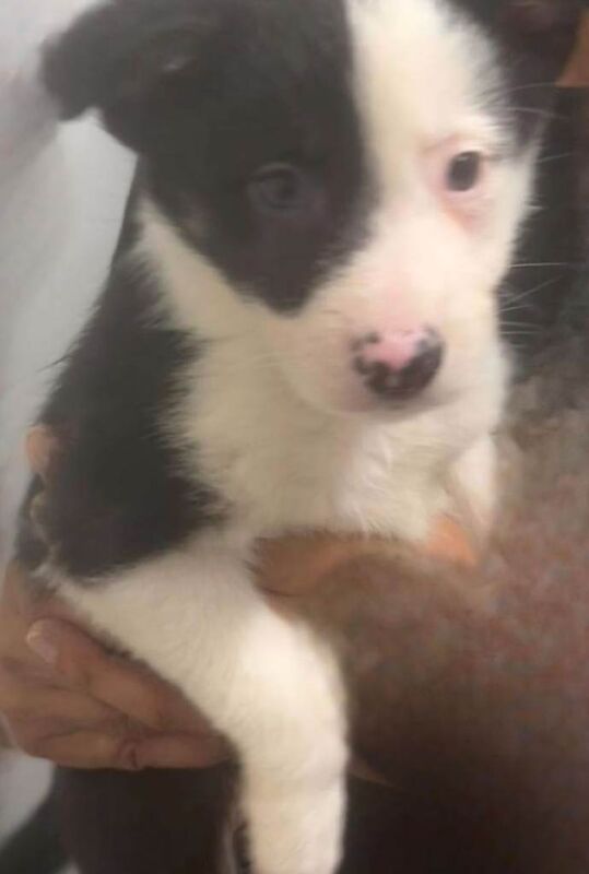 5 Pedigree Border Collie puppies - Image 3 of 3