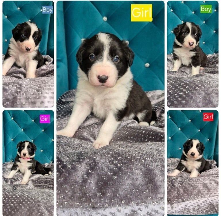 5 Stunning Border Collie puppies for sale in Aberdeenshire