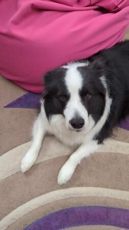 5 year old pedigree male border collie for sale in Reading, Berkshire - Image 1