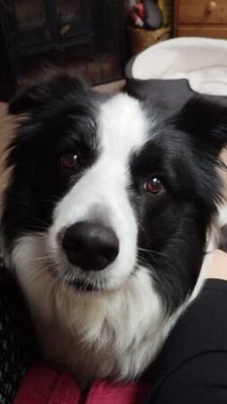 5 year old pedigree male border collie for sale in Reading, Berkshire - Image 2