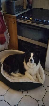 5 year old pedigree male border collie for sale in Reading, Berkshire - Image 3
