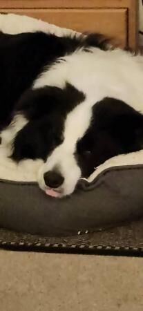 5 year old pedigree male border collie for sale in Reading, Berkshire - Image 4