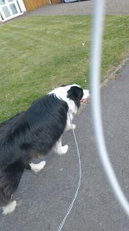 5 year old pedigree male border collie for sale in Reading, Berkshire - Image 5