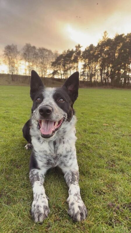5yr old male collie dog