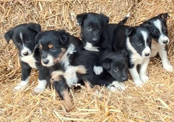 6 Beautiful Border Collie Puppies for sale in Newtown/Y Drenewydd, Powys