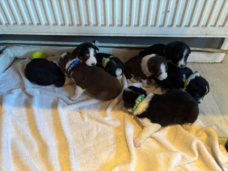 Border Collie puppies for sale in Eckington, Derbyshire – 5 weeks old