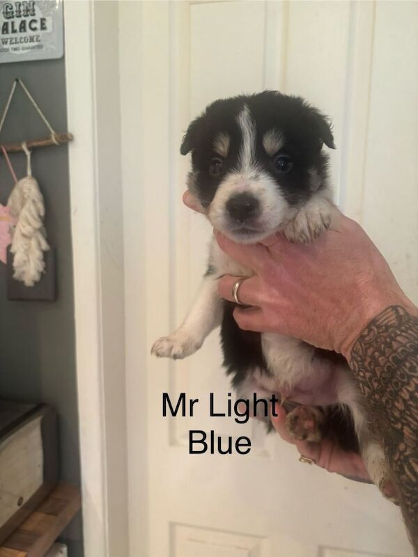 6 Beautiful Border Collie Puppies - Image 2 of 5