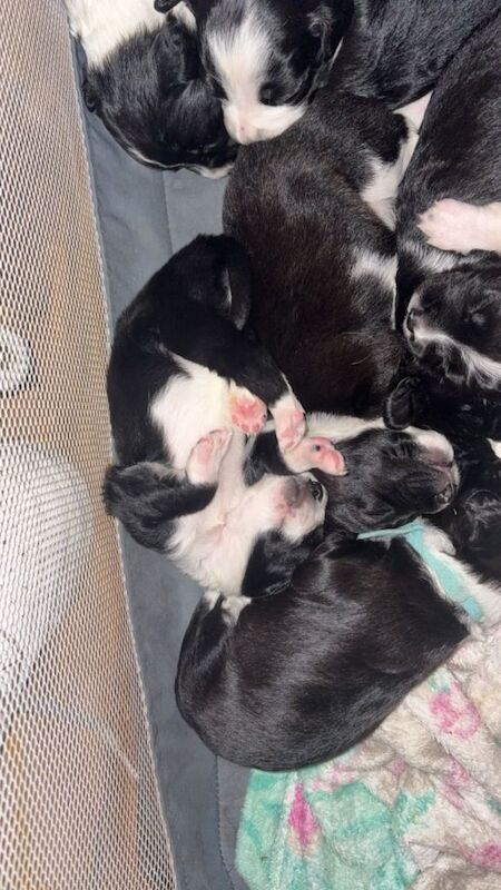 Border Collie puppies for sale in Comber, County Down – 3 weeks old - Image 4 of 5