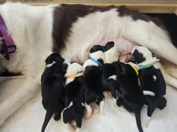 6 Border collie puppies ready to leave 7th July for sale in Broadstairs, Kent
