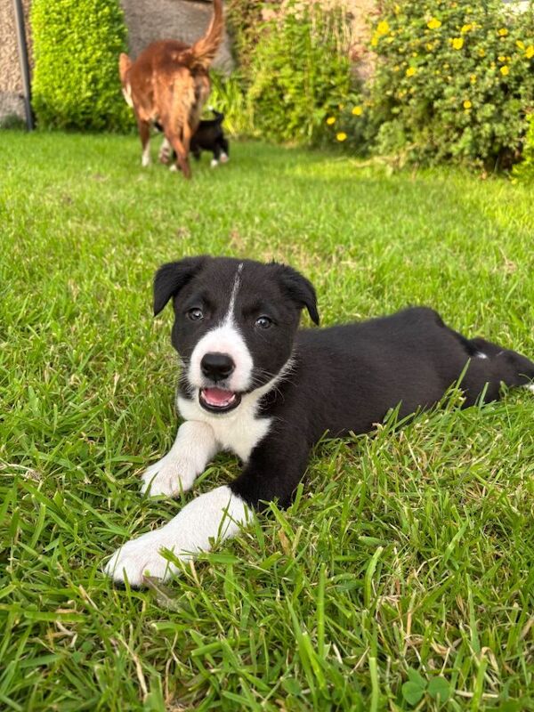 Border Collie Puppies For Sale Under £1,000