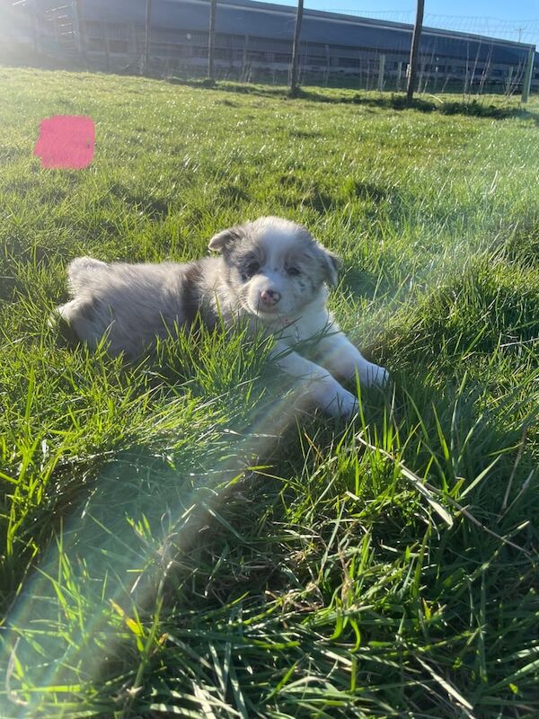 6 Collie pups for sale in Ballymena, County Antrim - Image 2