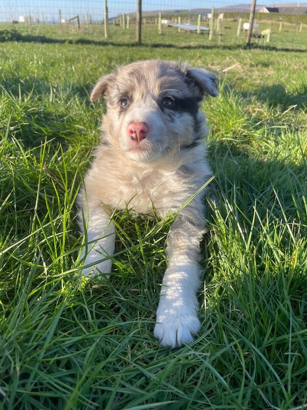 6 Collie pups for sale in Ballymena, County Antrim - Image 3