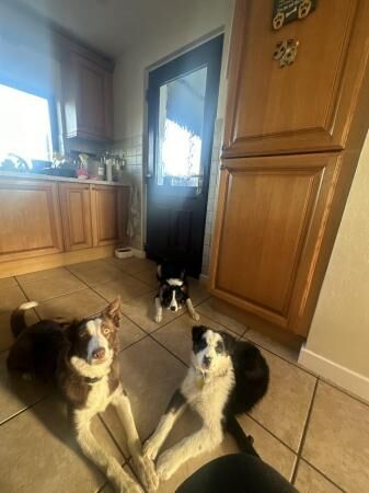 6 month old border collie for sale in Corwen, Denbighshire - Image 1